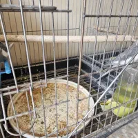 عروس هلندی نر و ماده|پرنده|فلاورجان, |دیوار