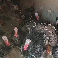 بوقلمون محلی|حیوانات مزرعه|قلقل رود, |دیوار