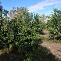 سر درختی پرتغال|خوردنی و آشامیدنی|بندر گز, |دیوار