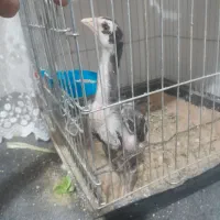 جوجه خروس لاری یک ماهو نیمه