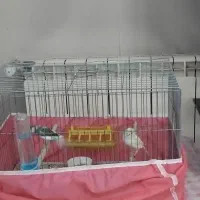 جوجه قناری وجفت مولد جوان