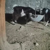 فروش کهره محلی|حیوانات مزرعه|لامرد, |دیوار