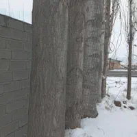 خرید چوب درخت قلمه،ضایعات میوه و چوب دام|خدمات باغبانی و درختکاری|خوی, |دیوار