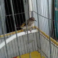 پرنده  سهره