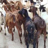 تعداد بز نر وماده