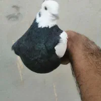 طوقی نر میلو بازی و ساعتی