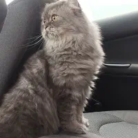 گربه بریتیش و اسکاتیش جفت|گربه|رشت, سعدی (تختی)|دیوار