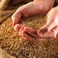 بذر مال گندم تضمینی