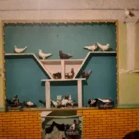 کبوتر