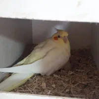 عروس هلندی روی جوجه و تخم