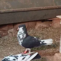 کفتر ساده کاکلی گلی