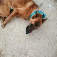 سگ مالینویز