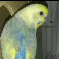 مرغ عشق خاص رینبو خاص رنگین کمانی