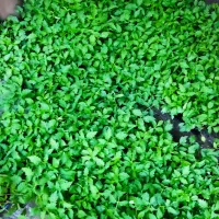 نشاه گوجه فرنگی 3402 کارخانه