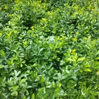گل فضای سبز پیچک و شمشاد