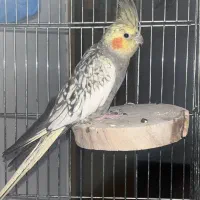 عروس هلندی جفت نژاد ژاپنی