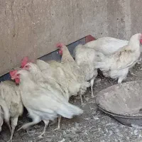 مرغ تخم گذار