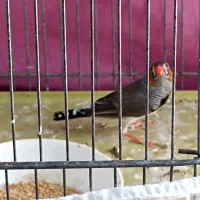 فنچ نر