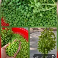 غوره مناسب برا آبگیری