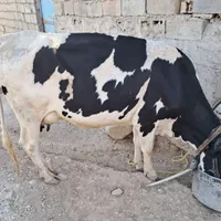 گاودورگ گوساله ماده|حیوانات مزرعه|اندیکا, |دیوار