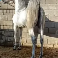 پانسیون اسب