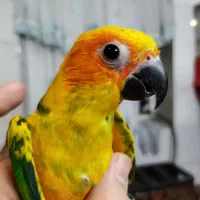 طوطی خورشیدی دستی جوان