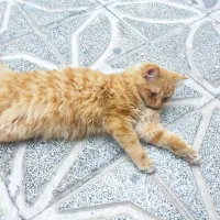 واگذاری گربه میکس پرشین اسکاتیش