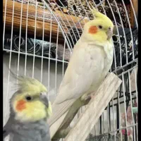 پرنده