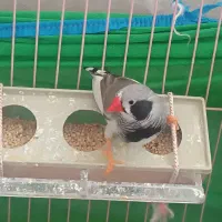 فنچ درجه یک بالغ|پرنده|شیراز, سلطان آباد|دیوار