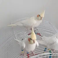 عروس هلندی