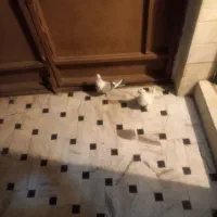 یک‌جفت‌کبوتر‌برای‌جوجه‌کشی