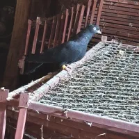 کبوتر سیاه ماده|پرنده|ملکان, |دیوار