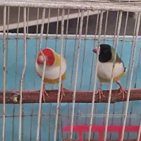 فنچ گلدین