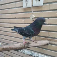 پرشی کاشونی|پرنده|اصفهان, ارداجی|دیوار