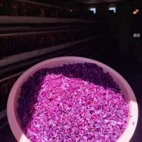 تخم مرغ ارگانیک (لاله زار)|خوردنی و آشامیدنی|کرمان, |دیوار