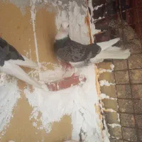 کبوتر قلم کار ساعتی بالای ۸ساعت