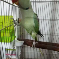 شاه طوطی نر|پرنده|مشهد, کارگران|دیوار