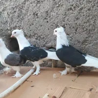 دوکت سیاه و سبز