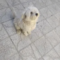 بچه پیدا شده|حیوانات|یاسوج, |دیوار