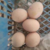 تخم مرغ لاری