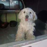 سگ پاکوتاه گمشده