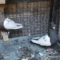 معاوضه سینه