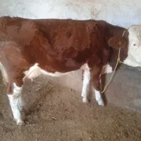 یه عدد تلیسه قرمز رنگ شرابی با گوساله ی نر|حیوانات مزرعه|لاجان, |دیوار