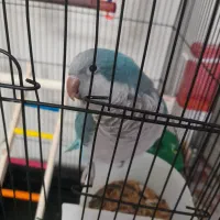 طوطی راهب شیطوون|پرنده|اندیشه, شهرک المهدی|دیوار