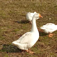 فروش غاز اوکراینی نر و ماده|حیوانات مزرعه|قائمشهر, |دیوار