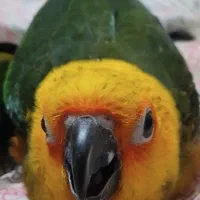 جوجه طوطی خورشیدی 3ماه