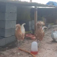 خروس پولند بوف اصیل|حیوانات مزرعه|نکا, |دیوار