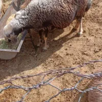 میش بره گوسفند