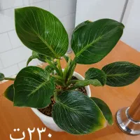 گلهای زیبا با قیمت مناسب|گل و گیاه طبیعی|مرند, |دیوار