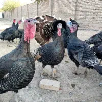 فروش تخم بقلمون نطفه دار|حیوانات مزرعه|تاکستان, |دیوار